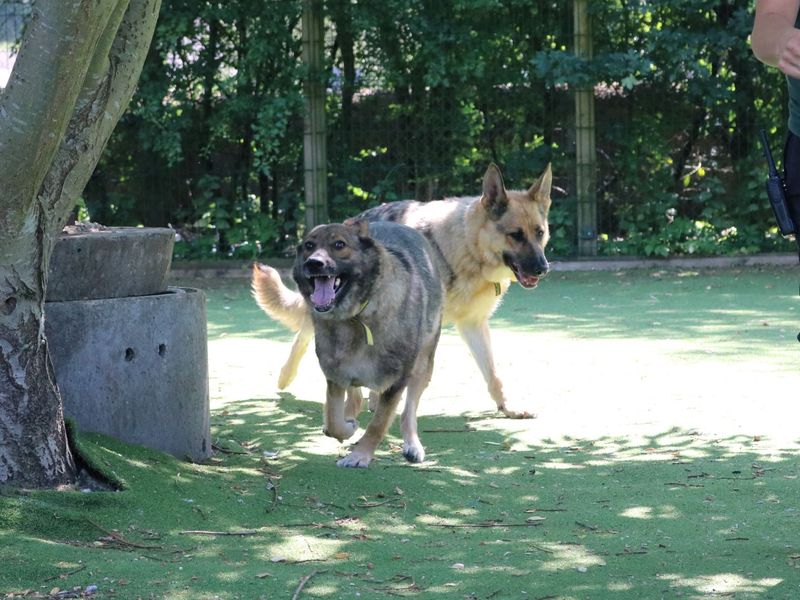 Pet Image